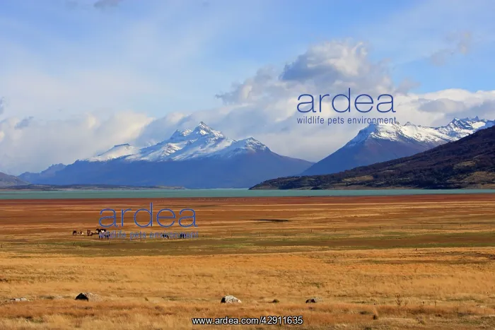 : Magallanes Peninsula : Magallanes Peninsula