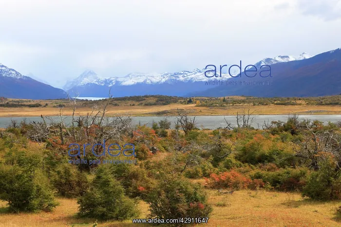 : Magallanes Peninsula : Magallanes Peninsula