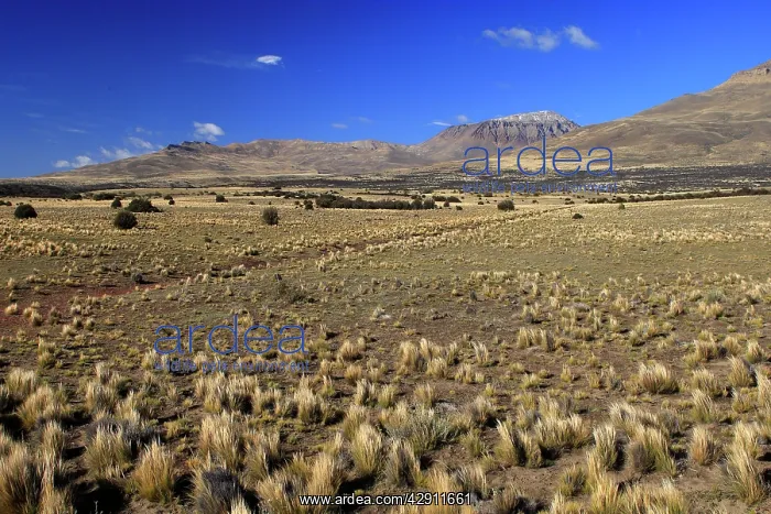 : Magallanes Peninsula : Magallanes Peninsula