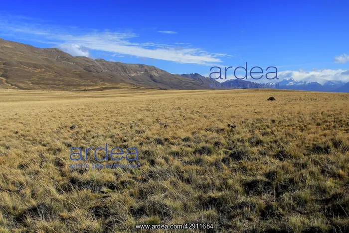 : Magallanes Peninsula : Magallanes Peninsula