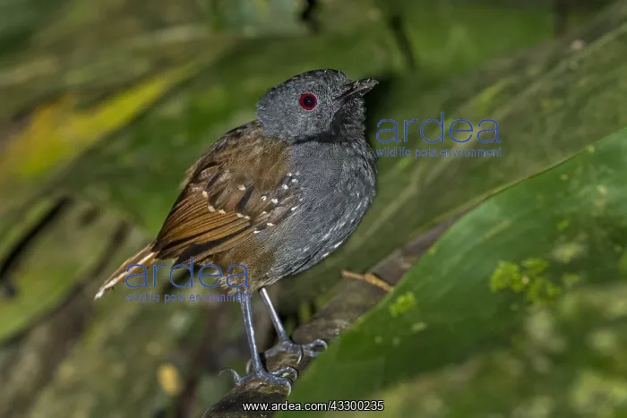 : Magdalena Antbird (Sipia palliata) Rio Claro Natural : Magdalena Antbird (Sipia palliata) Rio Claro Natural
