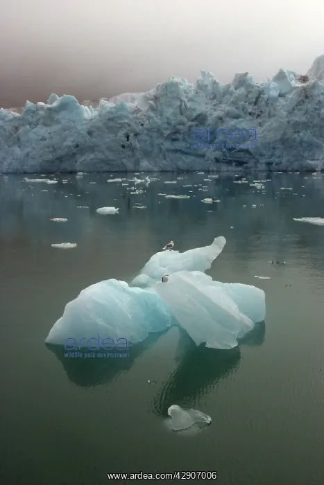 : Magdalene glacier - and ice floes with resting gulls : Magdalene glacier - and ice floes with resting gulls