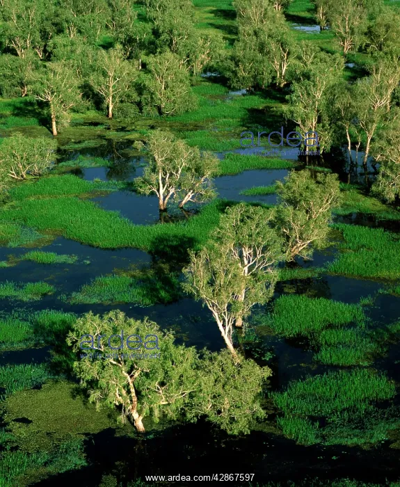 : Magela Creek wetlands, Paperbark swamp - (M.cajuputi : Magela Creek wetlands, Paperbark swamp - (M.cajuputi
