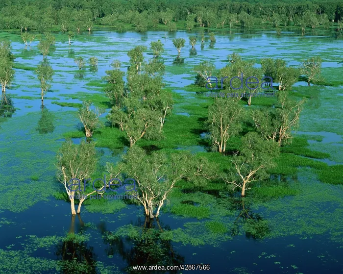 : Magela Creek wetlands, Paperbark swamp (M.cajuputi : Magela Creek wetlands, Paperbark swamp (M.cajuputi