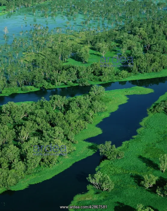 : Magela Creek wetlands, Paperbark swamp (M.cajuputi : Magela Creek wetlands, Paperbark swamp (M.cajuputi