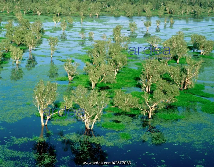 : Magela Creek wetlands, Paperbark swamp (Melaleuca : Magela Creek wetlands, Paperbark swamp (Melaleuca