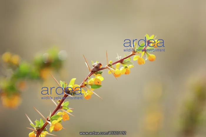 : Magellan Barberry : Magellan Barberry