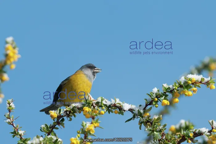 : Magellan Barberry : Magellan Barberry