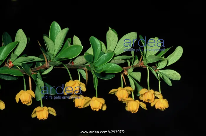 : Magellan Barberry / Calafate - in spring : Magellan Barberry / Calafate - in spring
