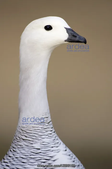 : Magellan Goose : Magellan Goose
