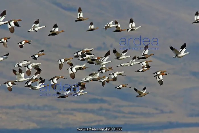 : Magellan Goose or Upland Goose - flock in flight : Magellan Goose or Upland Goose - flock in flight