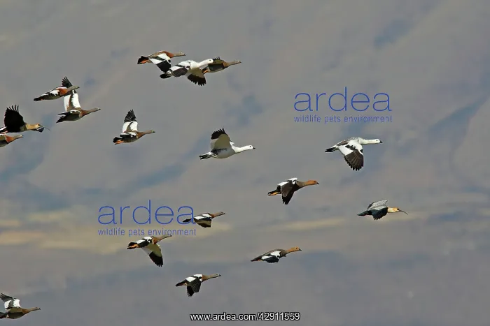 : Magellan Goose or Upland Goose - flock in flight : Magellan Goose or Upland Goose - flock in flight