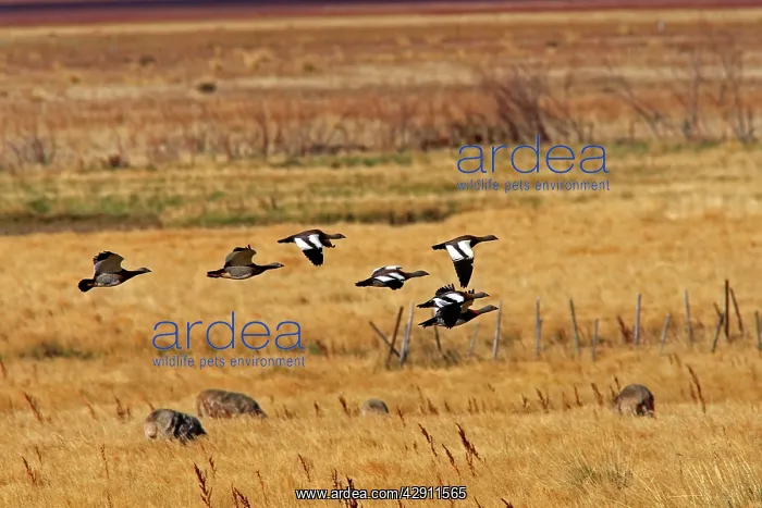 : Magellan Goose or Upland Goose - flock in flight : Magellan Goose or Upland Goose - flock in flight