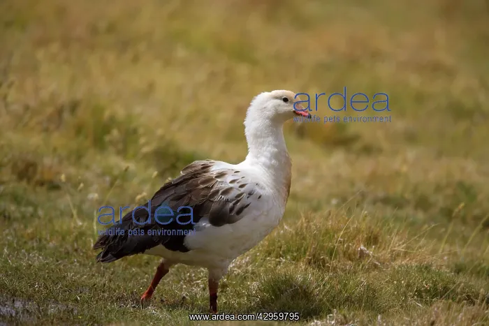  : Magellan Goose  /  Upland Goose - male adult foraging in pampa