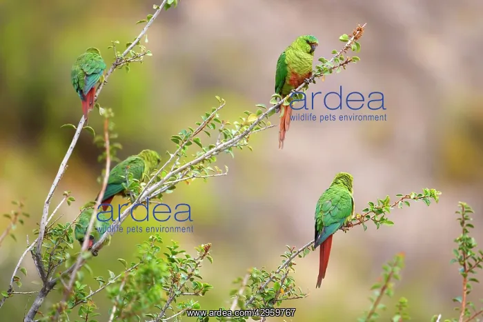 : Magellan Parakeet / Austral Parakeet / Austral : Magellan Parakeet / Austral Parakeet / Austral