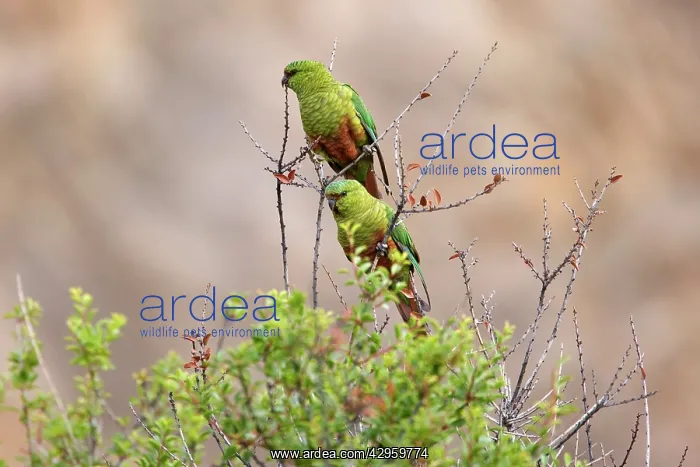 : Magellan Parakeet / Austral Parakeet / Austral : Magellan Parakeet / Austral Parakeet / Austral