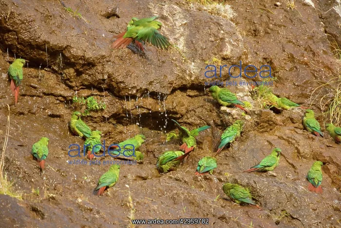 : Magellan Parakeet / Austral Parakeet / Austral : Magellan Parakeet / Austral Parakeet / Austral