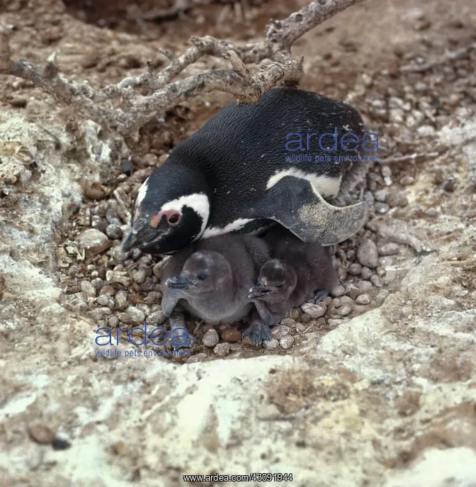 : Magellan Penguin : Magellan Penguin