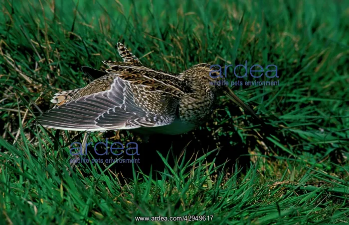 : Magellan snipe : Magellan snipe