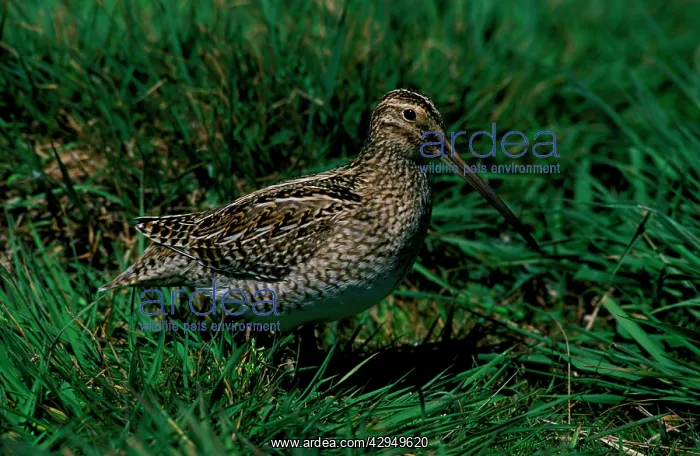 : Magellan snipe : Magellan snipe