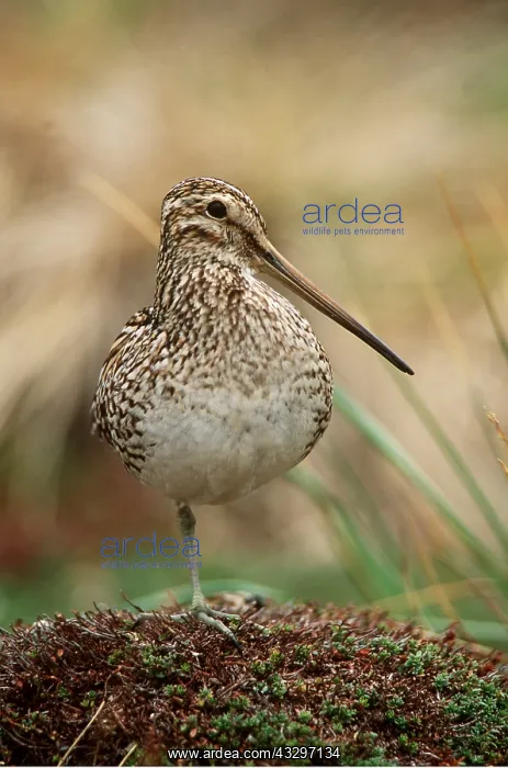 : MAGELLAN SNIPE - standing on one leg : MAGELLAN SNIPE - standing on one leg