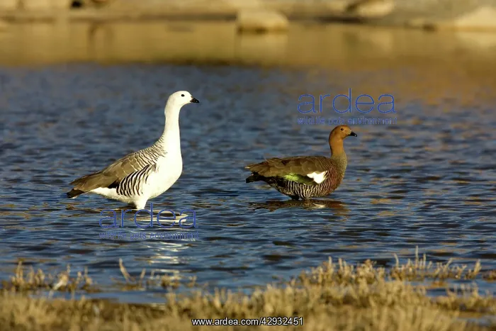 : Magellan / Upland Goose - Male: left; female: right : Magellan / Upland Goose - Male: left; female: right
