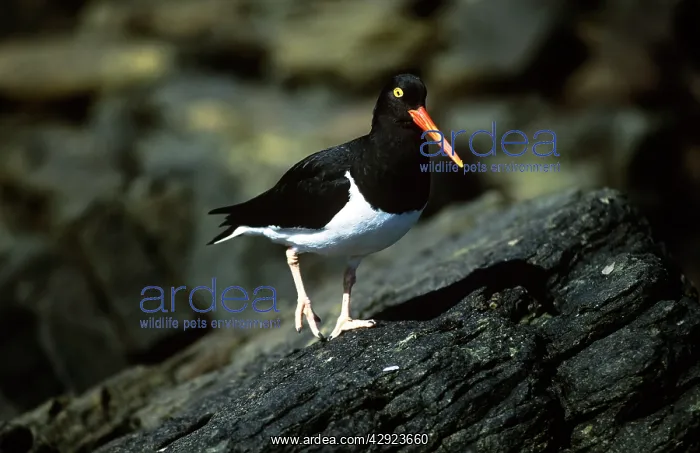  : Magellanic Oystercatcher