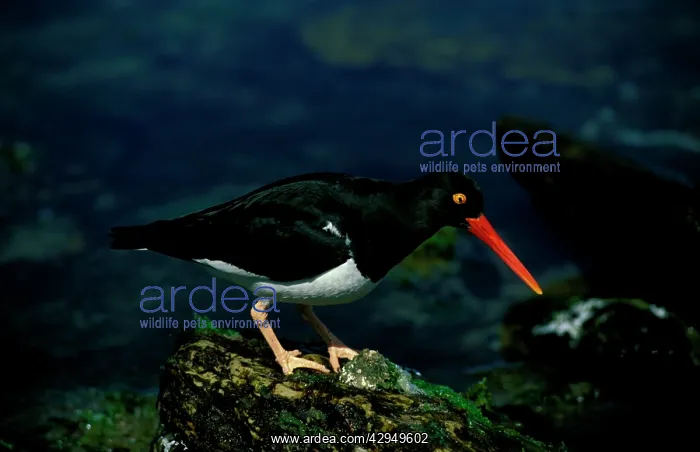 : Magellanic oystercatcher : Magellanic oystercatcher