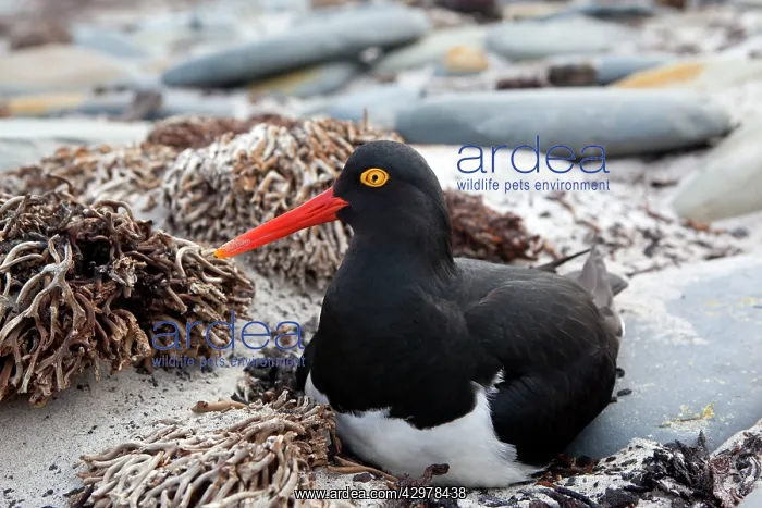 : Magellanic Oystercatcher : Magellanic Oystercatcher