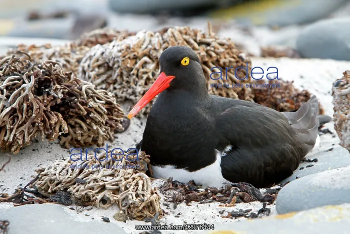 : Magellanic Oystercatcher : Magellanic Oystercatcher