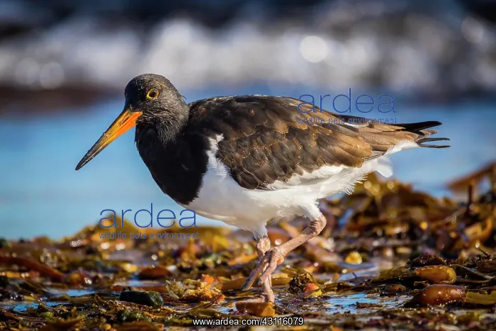 : Magellanic Oystercatcher (Haematopus leucopodus) : Magellanic Oystercatcher (Haematopus leucopodus)