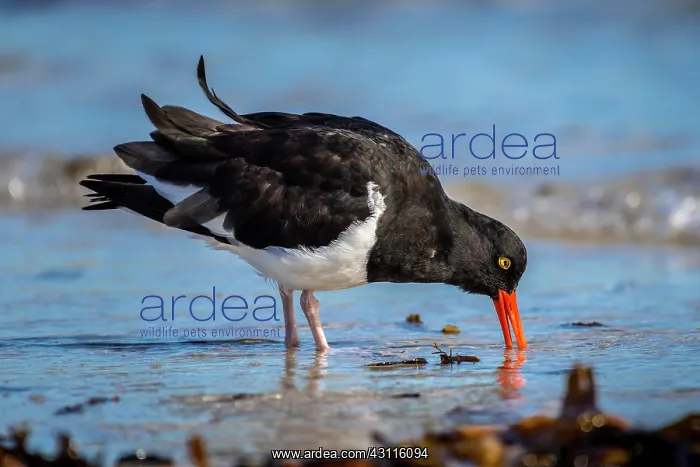 : Magellanic Oystercatcher (Haematopus leucopodus) : Magellanic Oystercatcher (Haematopus leucopodus)