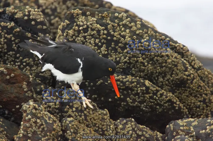 : Magellanic Oystercatcher - searching for food at low tide : Magellanic Oystercatcher - searching for food at low tide
