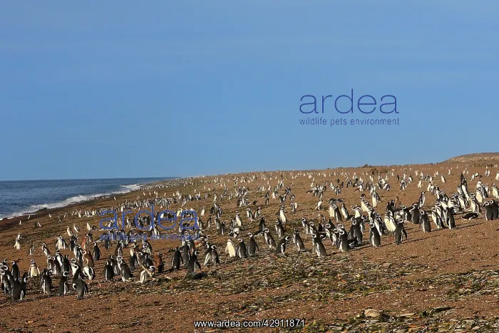 : Magellanic Penguin : Magellanic Penguin