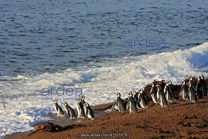 : Magellanic Penguin : Magellanic Penguin