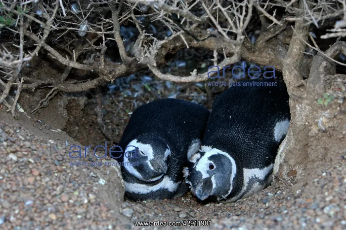  : Magellanic Penguin