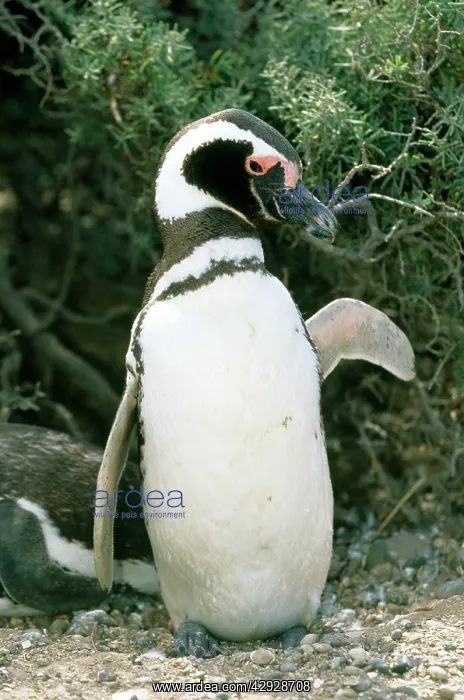 : Magellanic PENGUIN : Magellanic PENGUIN
