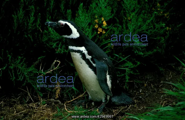 : Magellanic penguin : Magellanic penguin