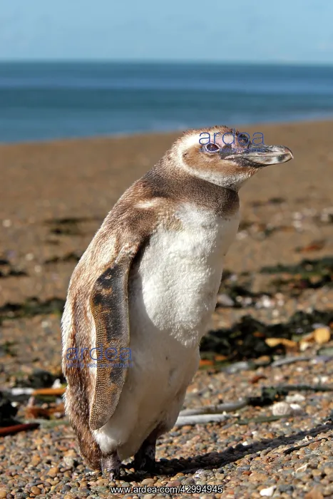 : Magellanic Penguin : Magellanic Penguin