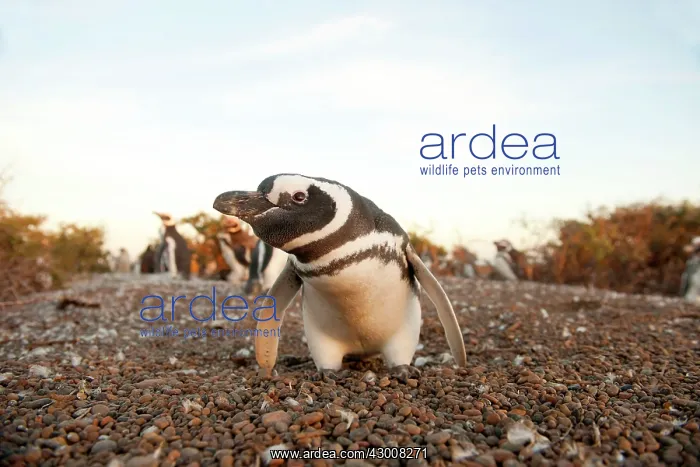 : Magellanic Penguin : Magellanic Penguin