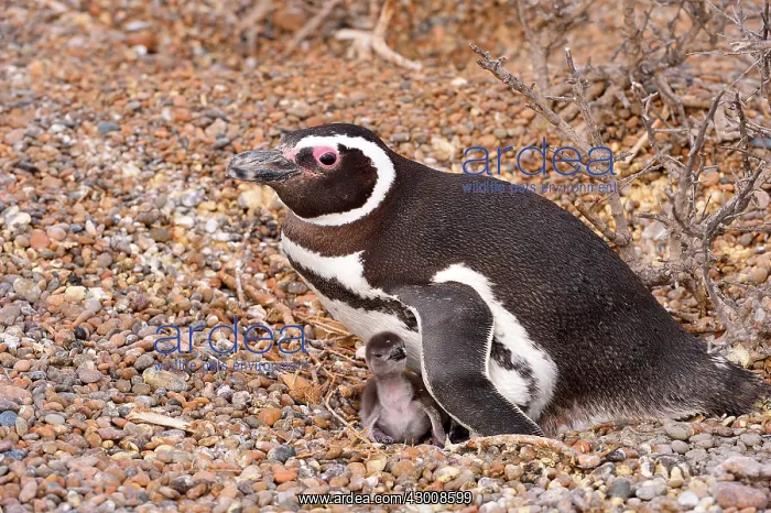 : Magellanic Penguin : Magellanic Penguin