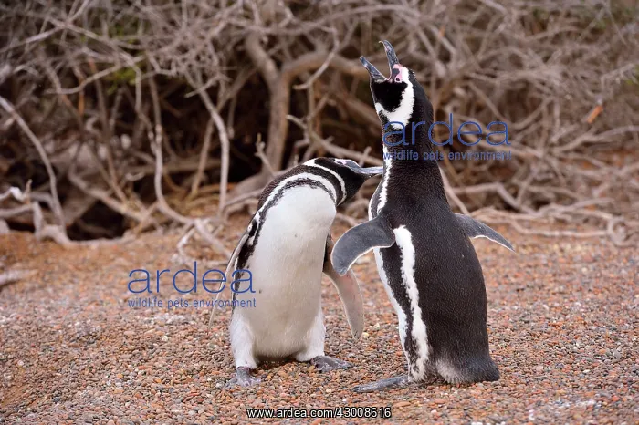 : Magellanic Penguin : Magellanic Penguin