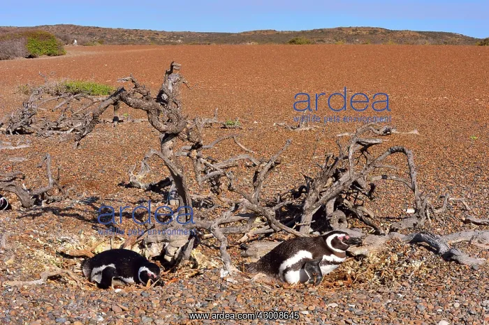 : Magellanic Penguin : Magellanic Penguin