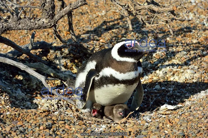 : Magellanic Penguin : Magellanic Penguin