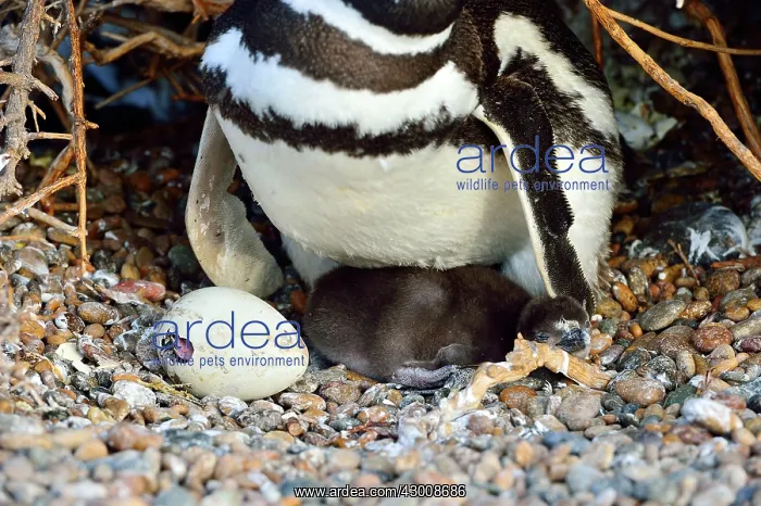 : Magellanic Penguin : Magellanic Penguin