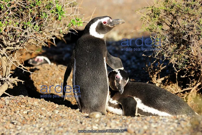 : Magellanic Penguin : Magellanic Penguin