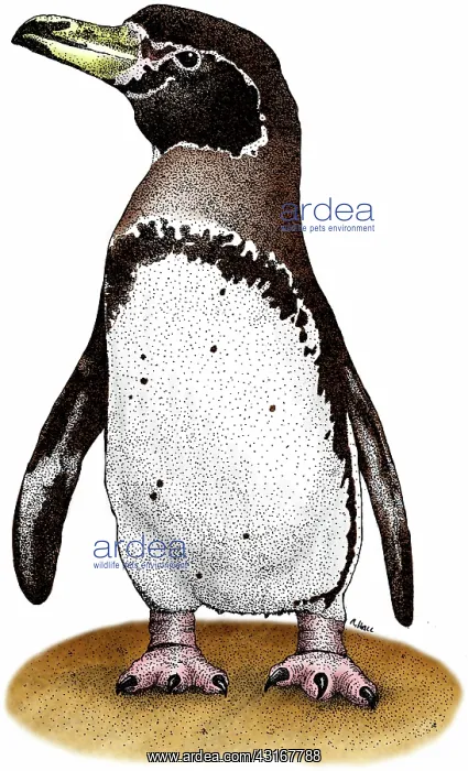  : Magellanic Penguin