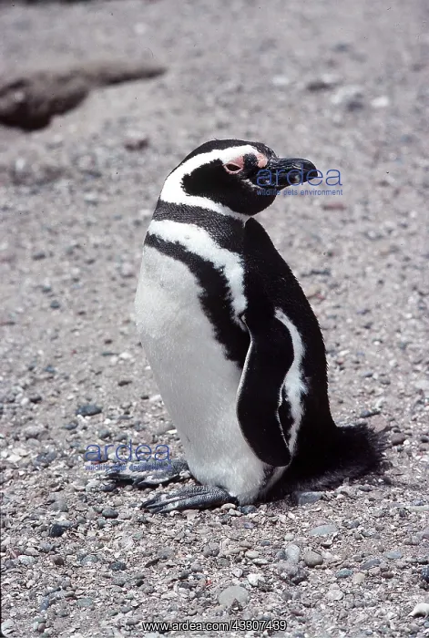 : MAGELLANIC PENGUIN : MAGELLANIC PENGUIN