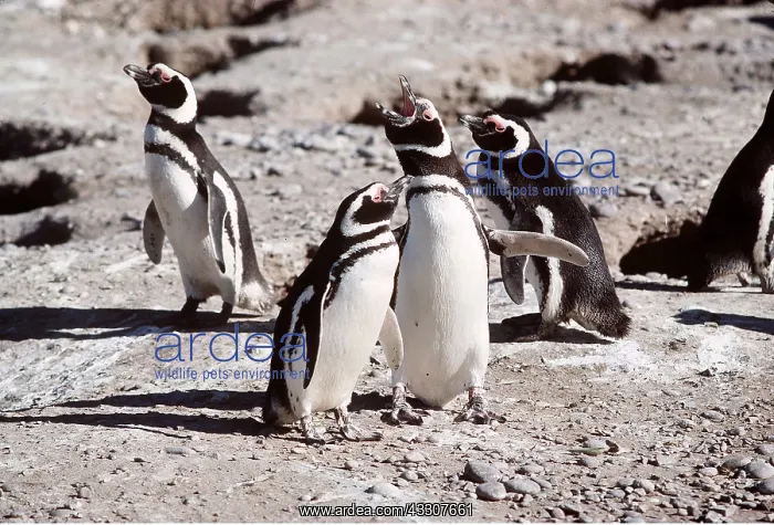 : MAGELLANIC PENGUIN : MAGELLANIC PENGUIN