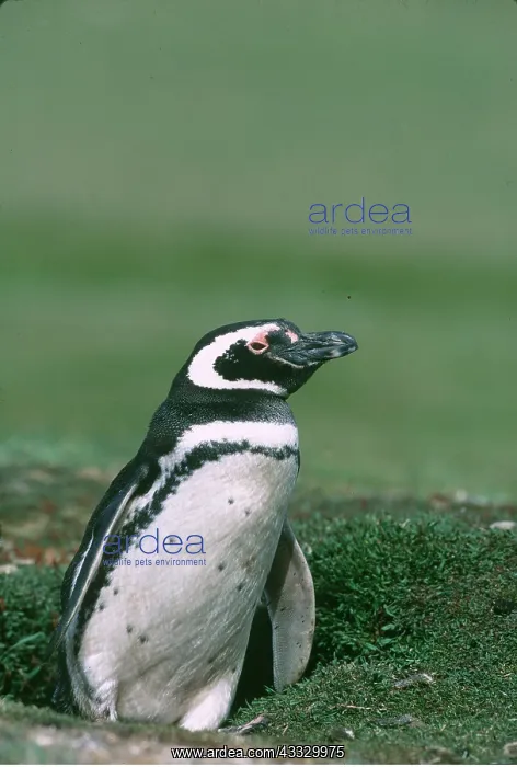 : MAGELLANIC PENGUIN : MAGELLANIC PENGUIN